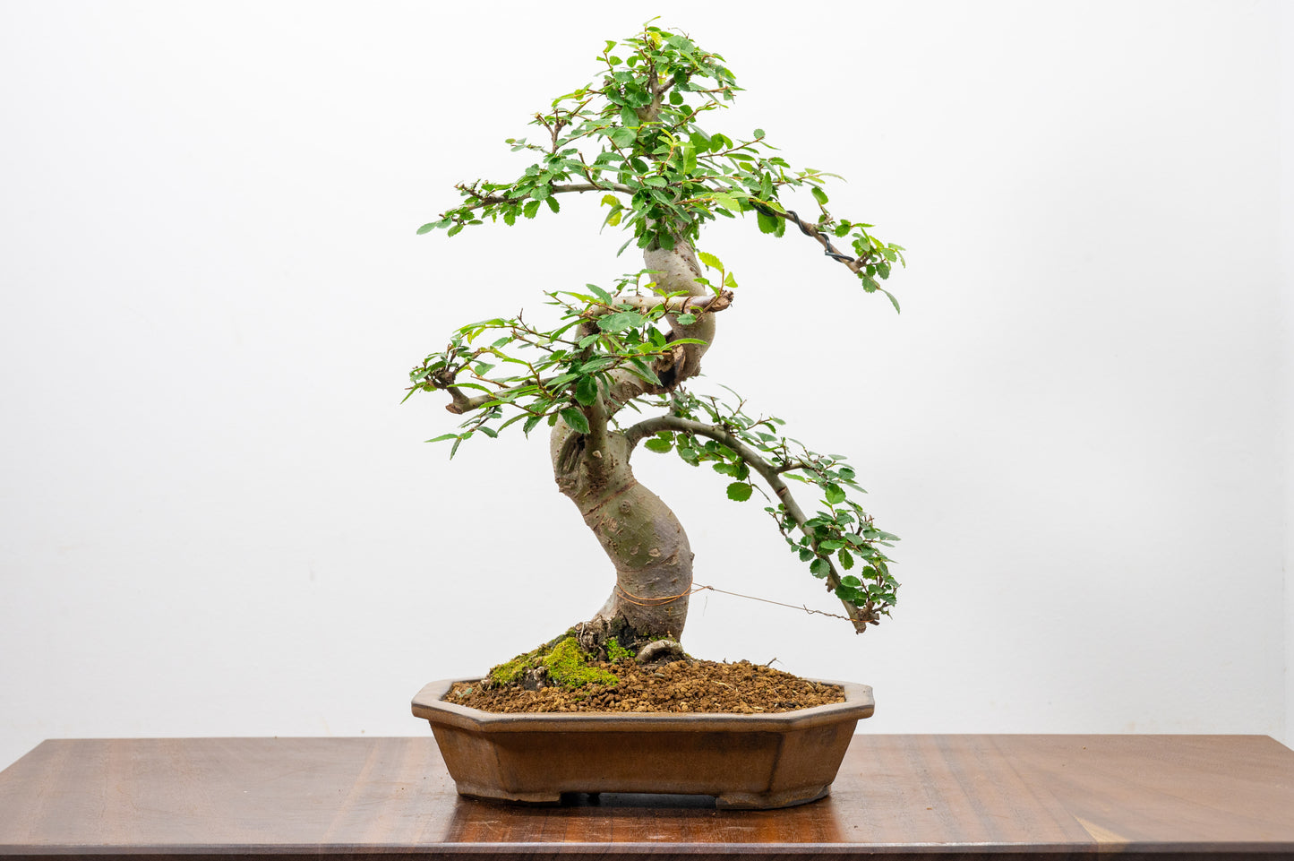 Chinese Elm Bonsai in 23cm Venus Brown Ceramic Dish+ Care Kit