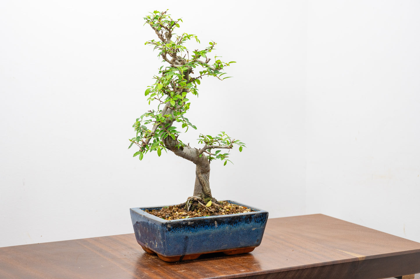 Chinese Elm Bonsai and Care Kit in 20cm Navy Ceramic Pot