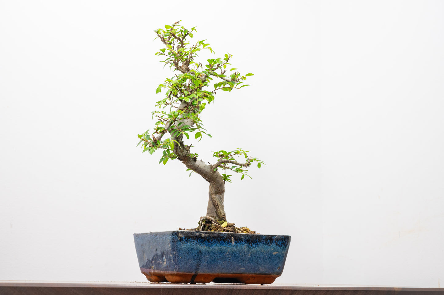 Chinese Elm Bonsai and Care Kit in 20cm Navy Ceramic Pot