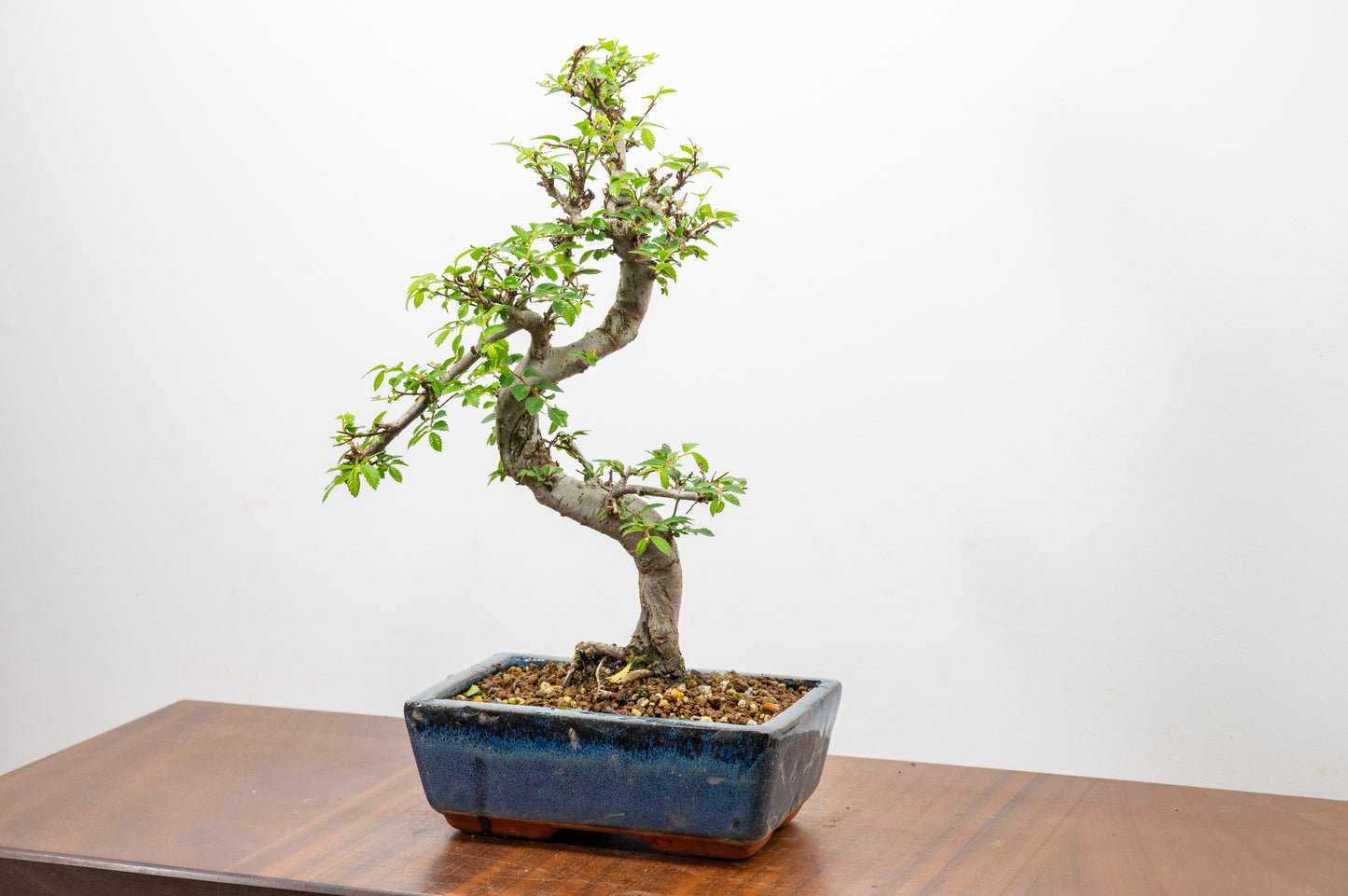 Chinese Elm Bonsai and Care Kit in 20cm Navy Ceramic Pot