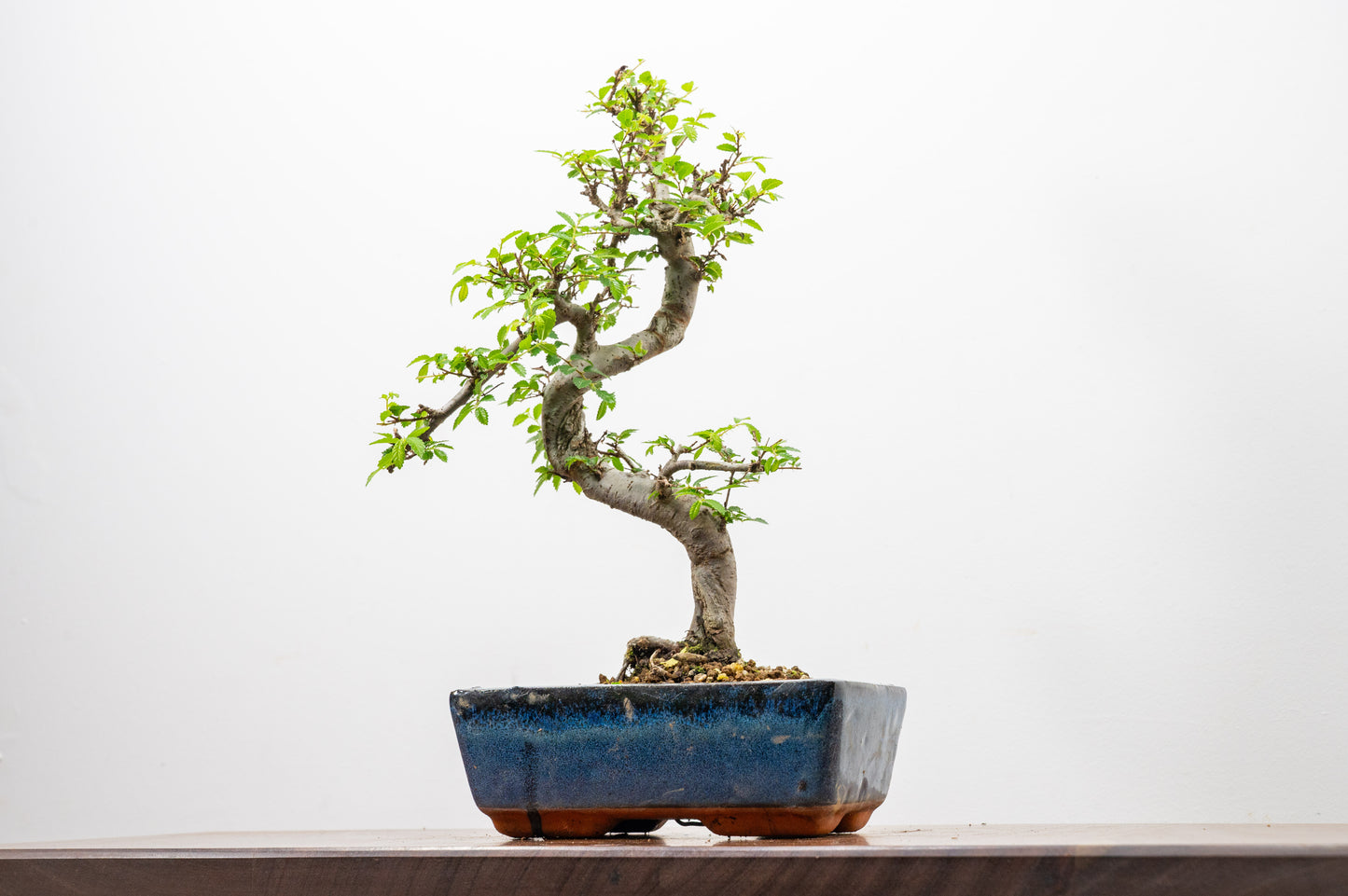 Chinese Elm Bonsai and Care Kit in 20cm Navy Ceramic Pot