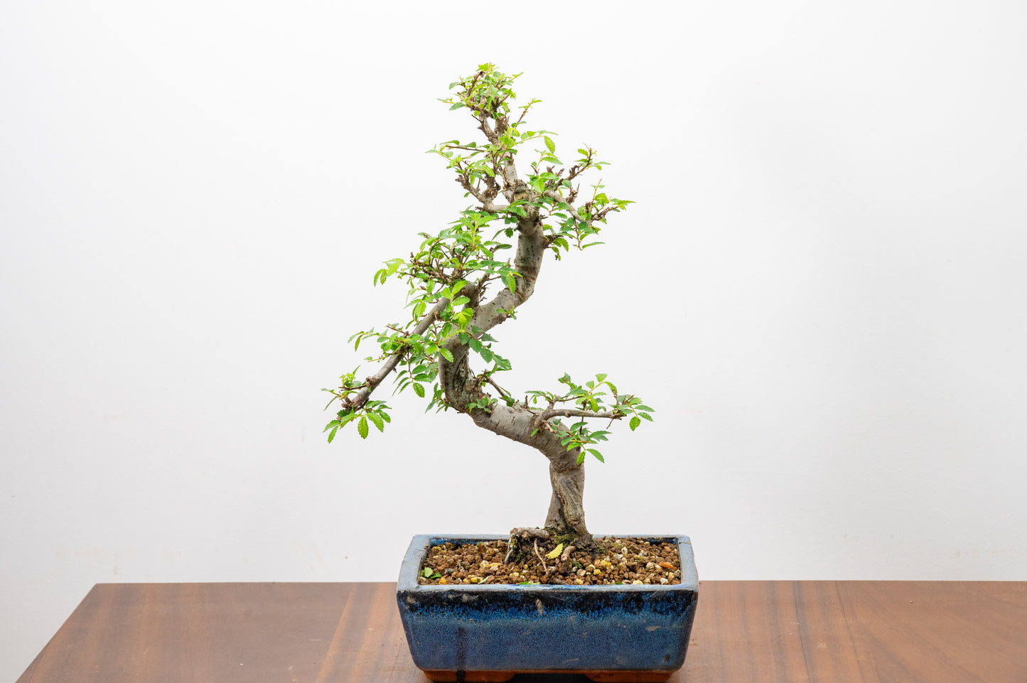 Chinese Elm Bonsai and Care Kit in 20cm Navy Ceramic Pot