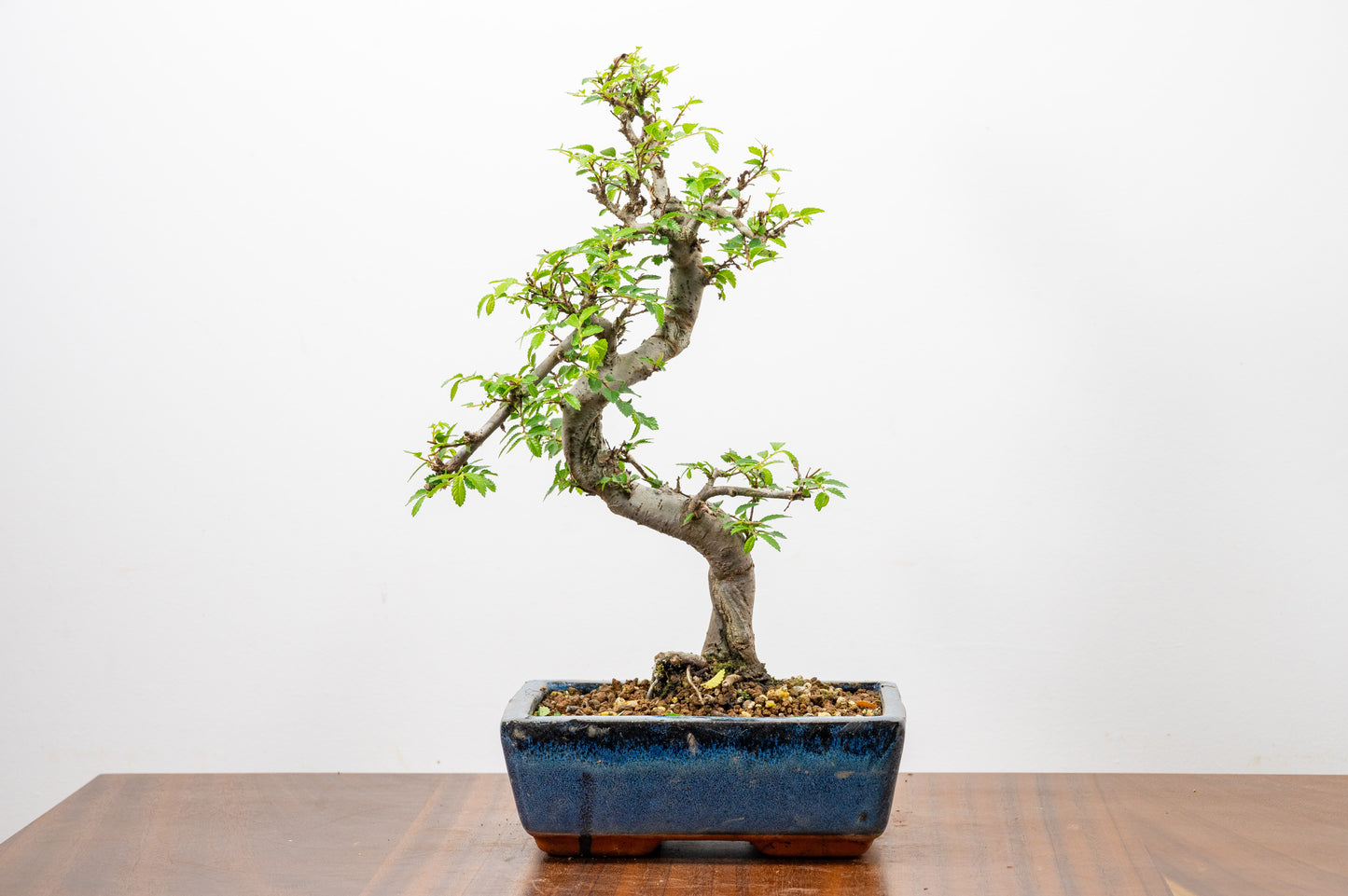 Chinese Elm Bonsai and Care Kit in 20cm Navy Ceramic Pot