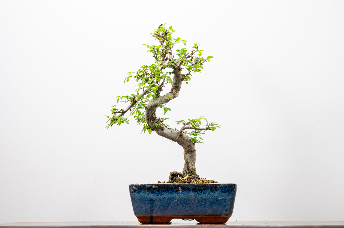 Chinese Elm Bonsai and Care Kit in 20cm Navy Ceramic Pot