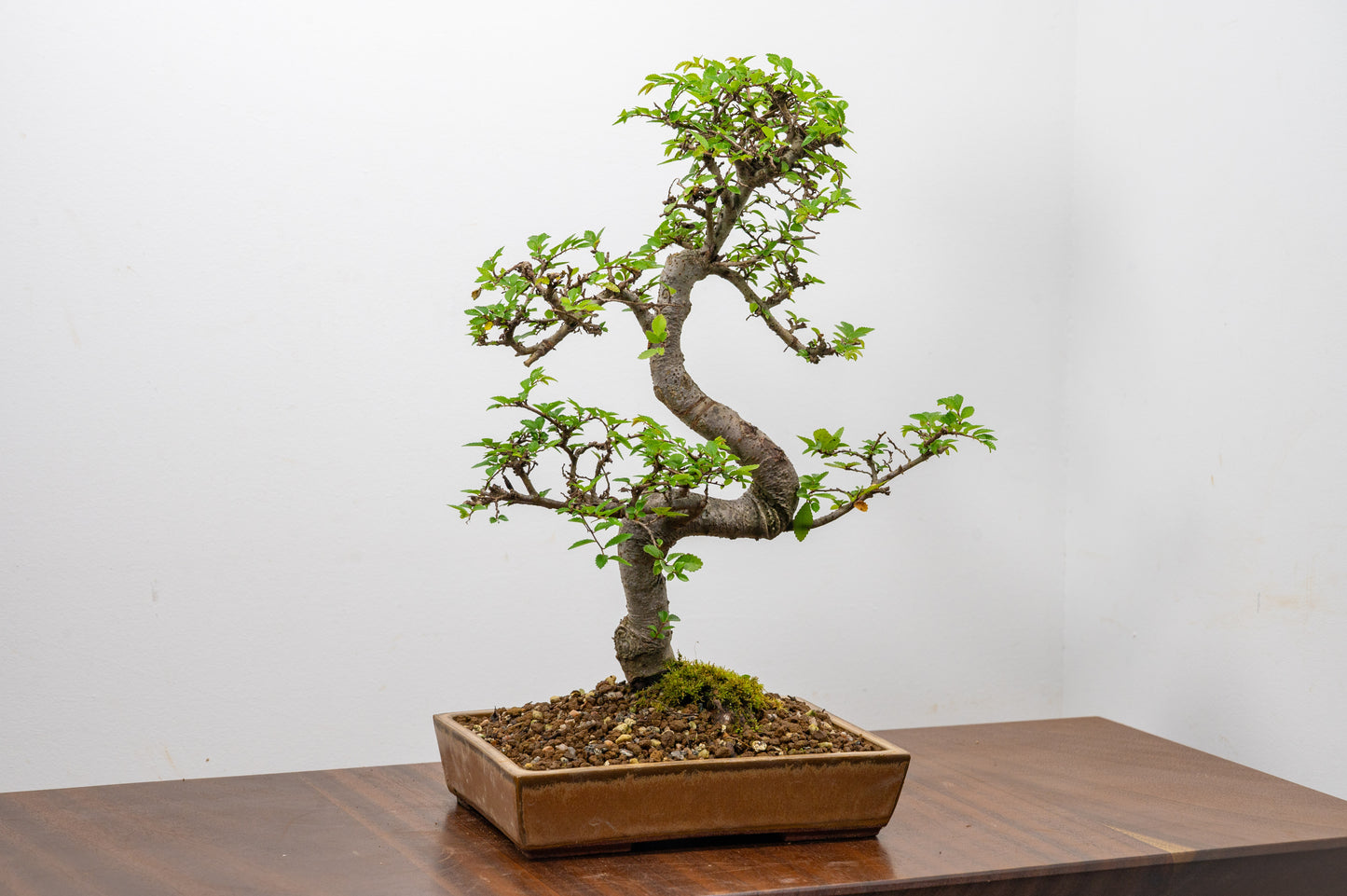 Chinese Elm Bonsai in 20 cm Topaz Ceramic Dish+ Care Kit