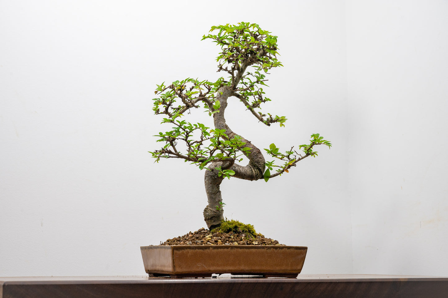 Chinese Elm Bonsai in 20 cm Topaz Ceramic Dish+ Care Kit