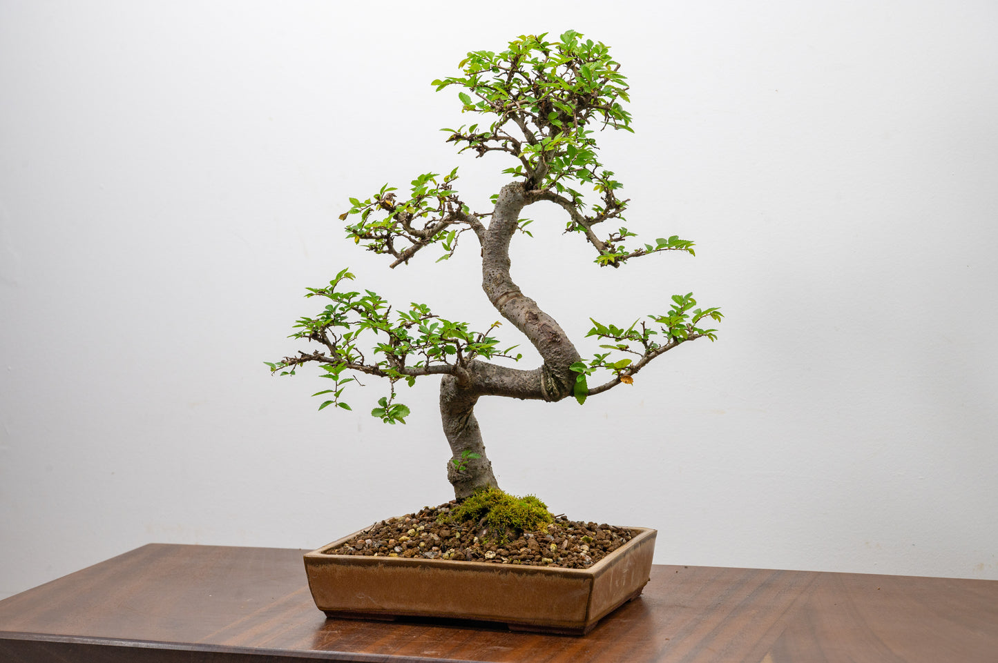 Chinese Elm Bonsai in 20 cm Topaz Ceramic Dish+ Care Kit