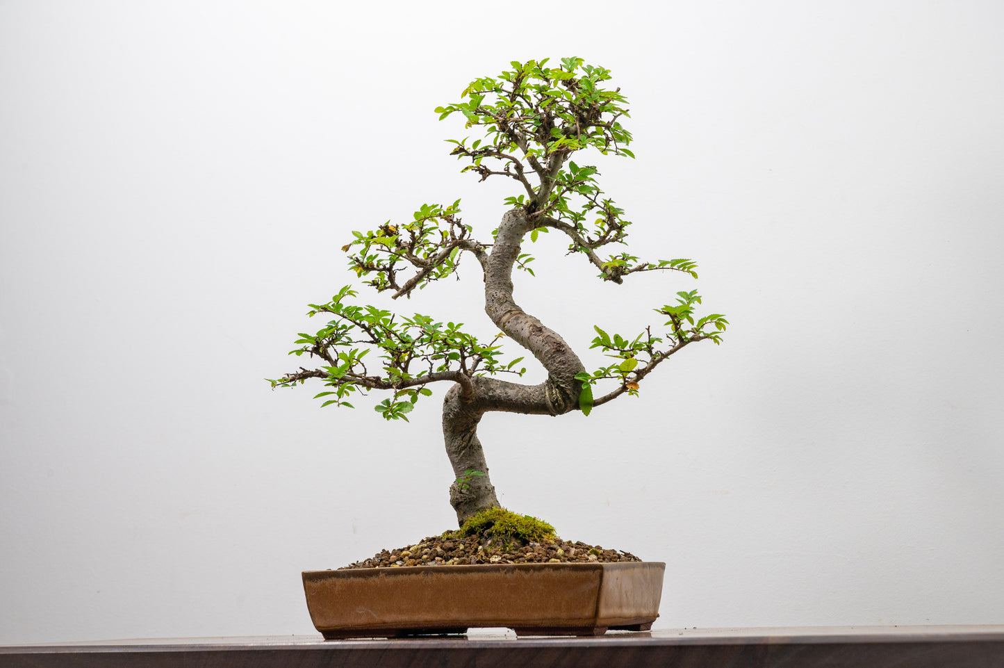 Chinese Elm Bonsai in 20 cm Topaz Ceramic Dish+ Care Kit
