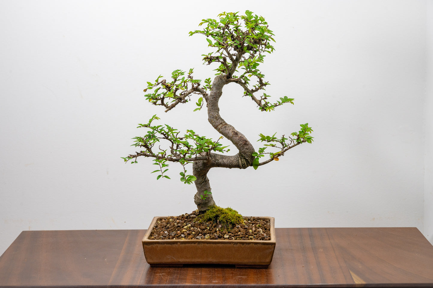 Chinese Elm Bonsai in 20 cm Topaz Ceramic Dish+ Care Kit