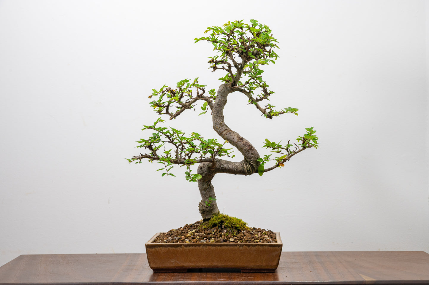 Chinese Elm Bonsai in 20 cm Topaz Ceramic Dish+ Care Kit