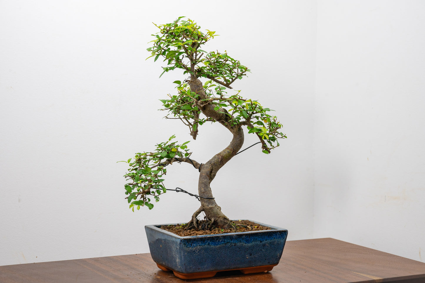 Chinese Elm Bonsai and Care Kit in 20cm Navy Ceramic Pot