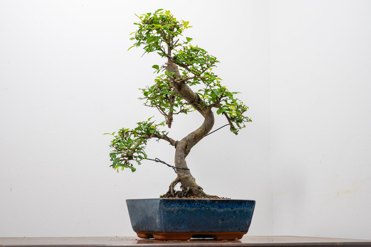 Chinese Elm Bonsai and Care Kit in 20cm Navy Ceramic Pot