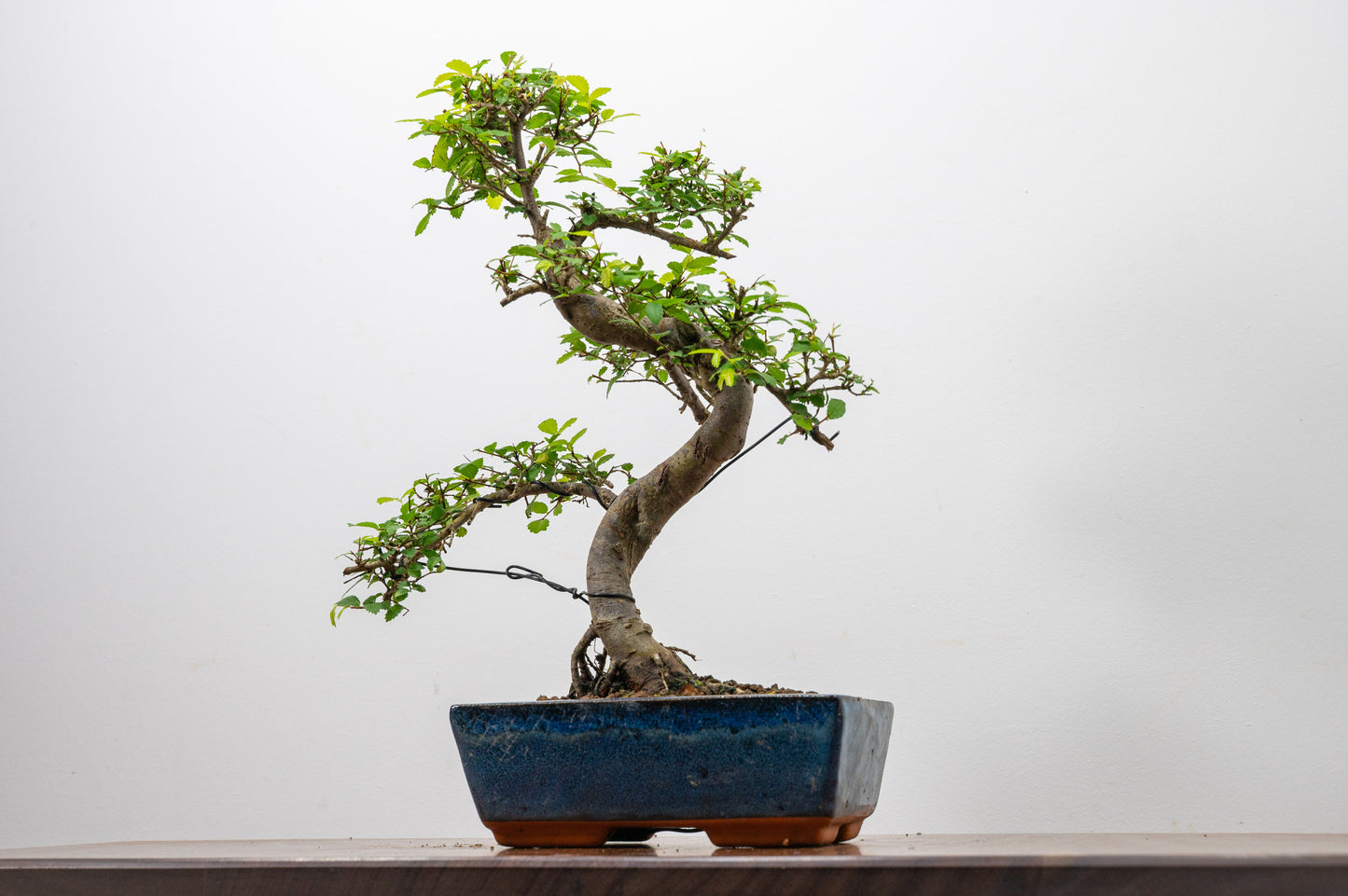 Chinese Elm Bonsai and Care Kit in 20cm Navy Ceramic Pot