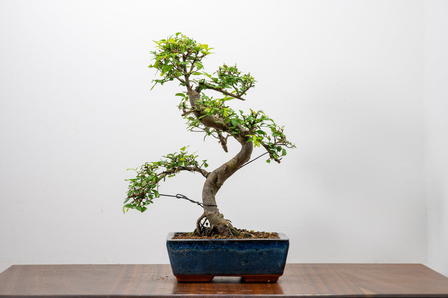Chinese Elm Bonsai and Care Kit in 20cm Navy Ceramic Pot
