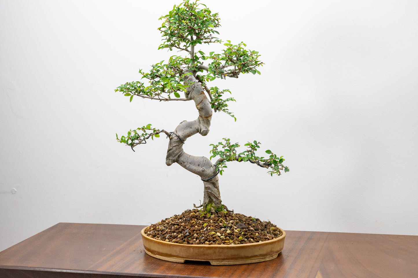 Large Chinese Elm Bonsai in 24cm Oval Ceramic
