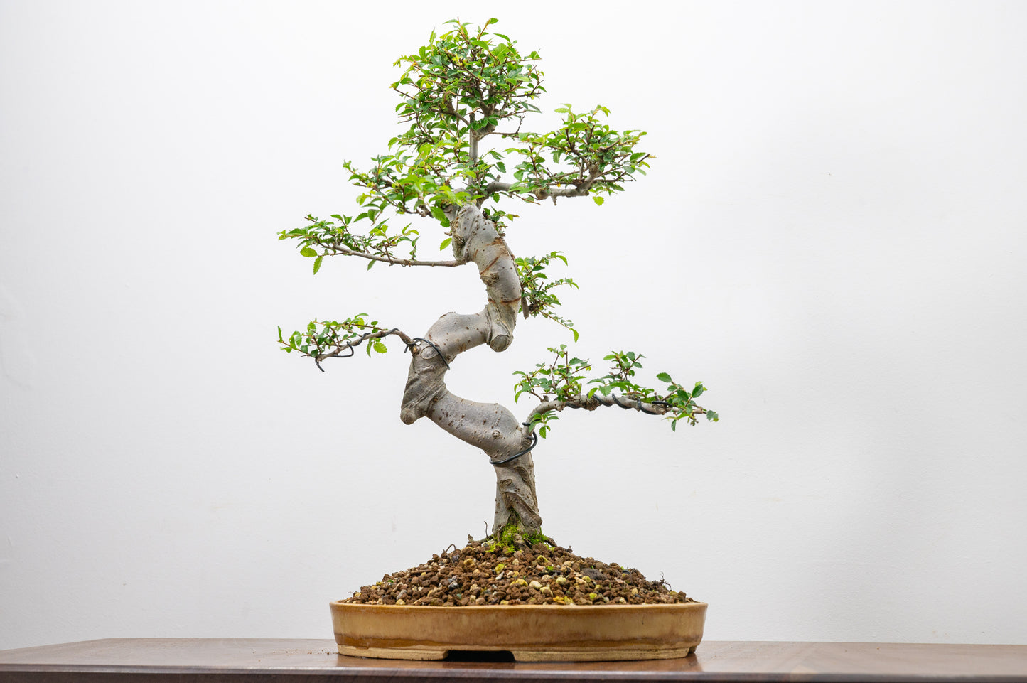 Large Chinese Elm Bonsai in 24cm Oval Ceramic
