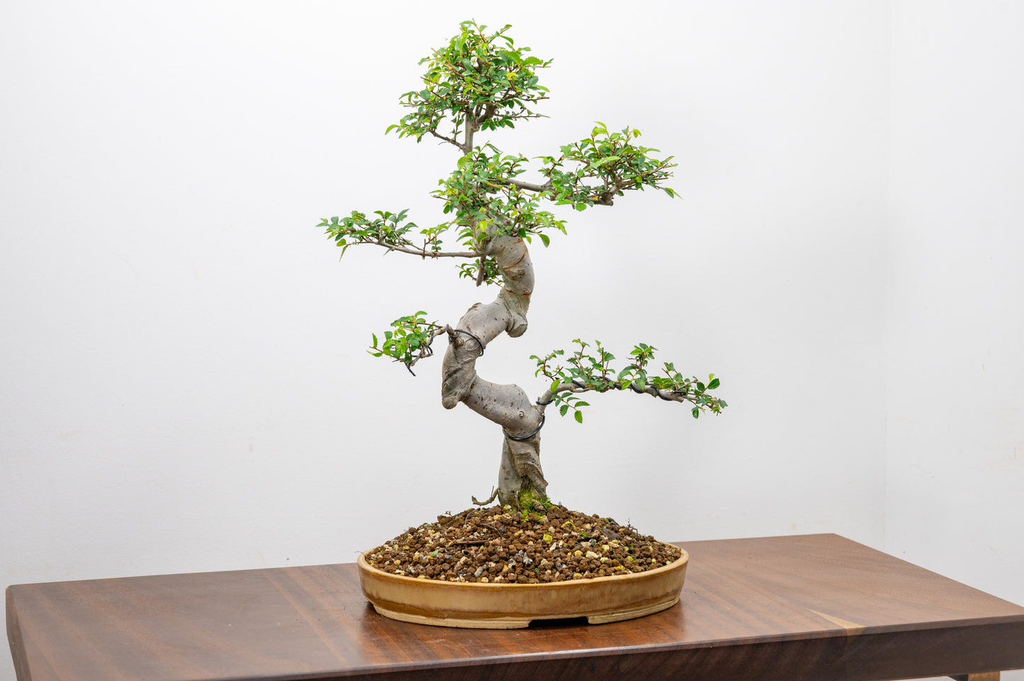 Large Chinese Elm Bonsai in 24cm Oval Ceramic