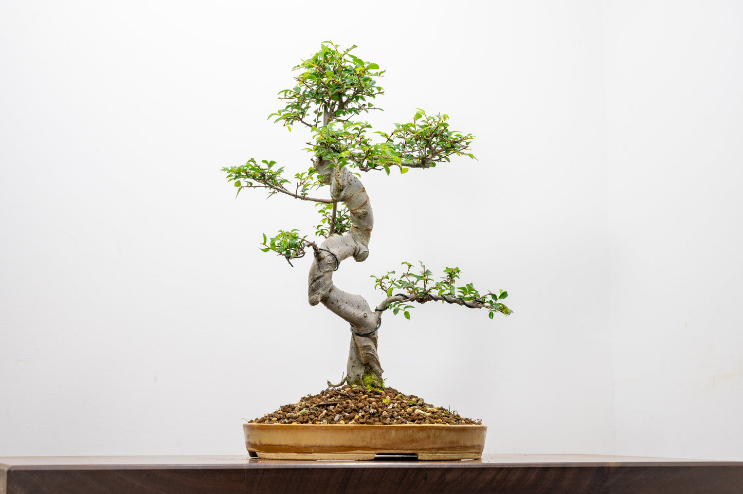 Large Chinese Elm Bonsai in 24cm Oval Ceramic