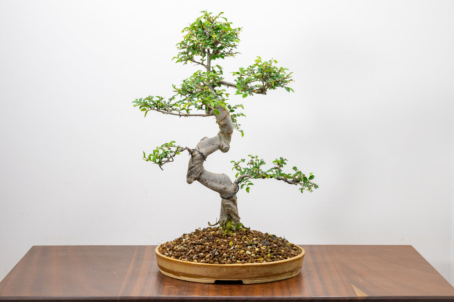 Large Chinese Elm Bonsai in 24cm Oval Ceramic