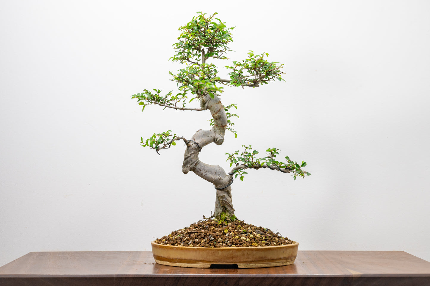 Large Chinese Elm Bonsai in 24cm Oval Ceramic