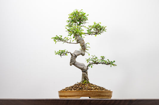 Large Chinese Elm Bonsai in 24cm Oval  Ceramic