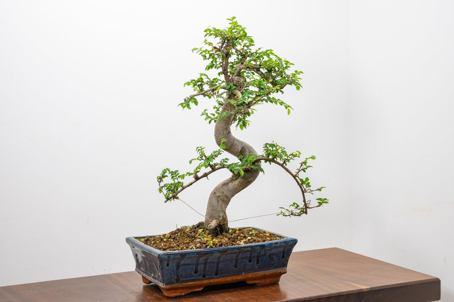 Chinese Elm Bonsai and Care Kit in 25cm Navy Ceramic Pot
