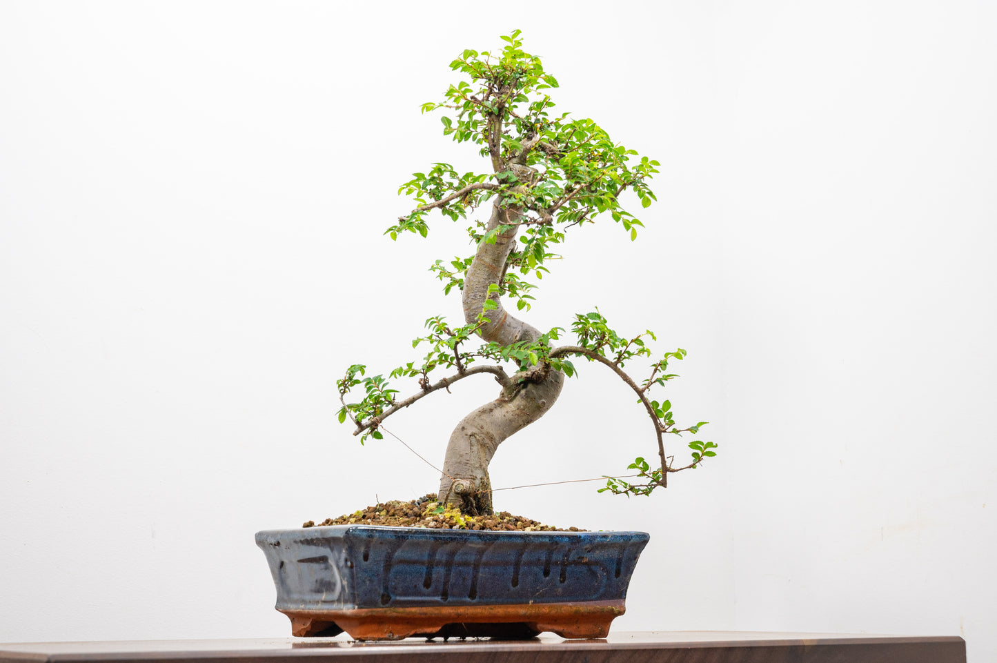 Chinese Elm Bonsai and Care Kit in 25cm Navy Ceramic Pot