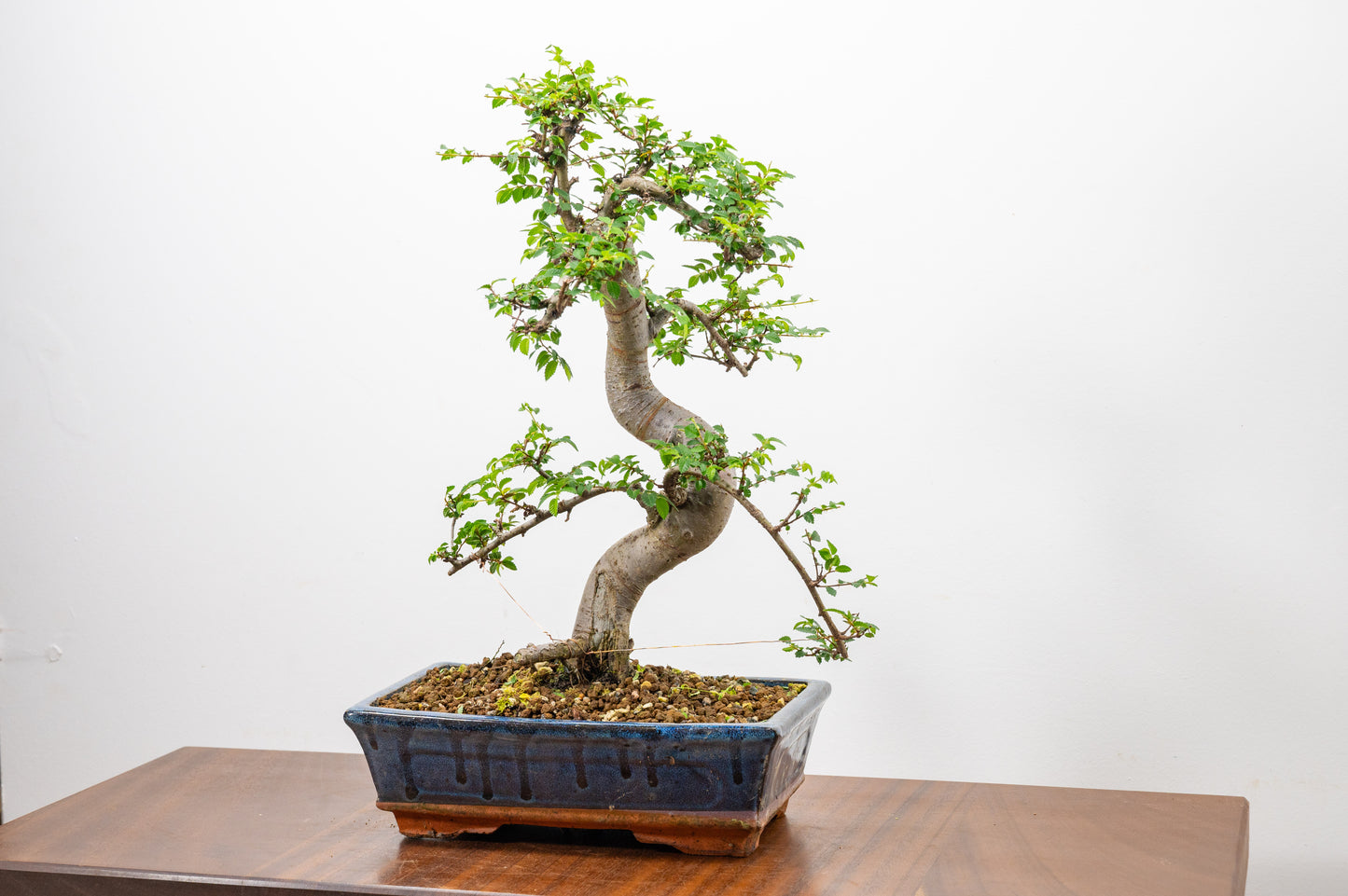 Chinese Elm Bonsai and Care Kit in 25cm Navy Ceramic Pot