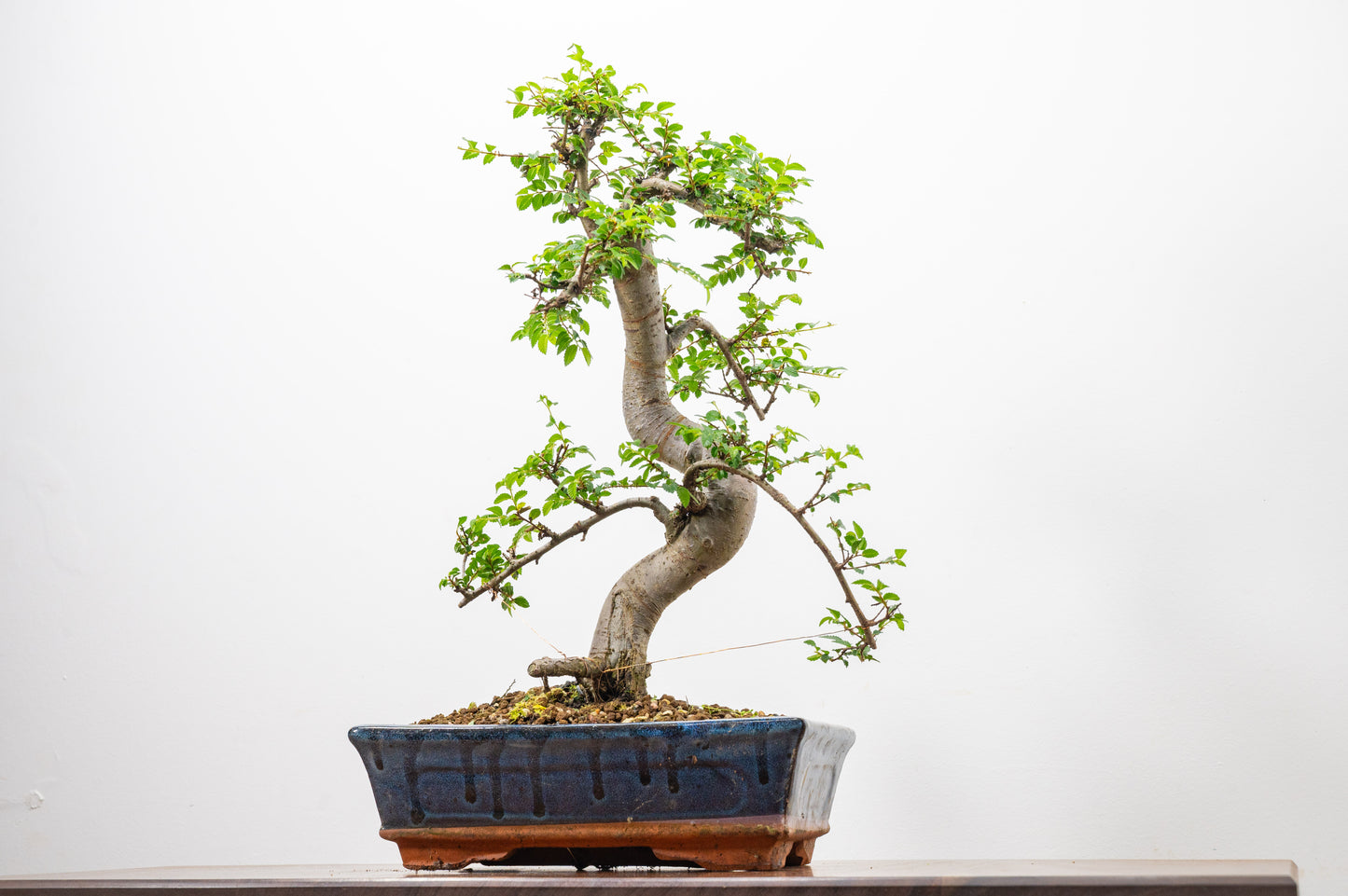 Chinese Elm Bonsai and Care Kit in 25cm Navy Ceramic Pot