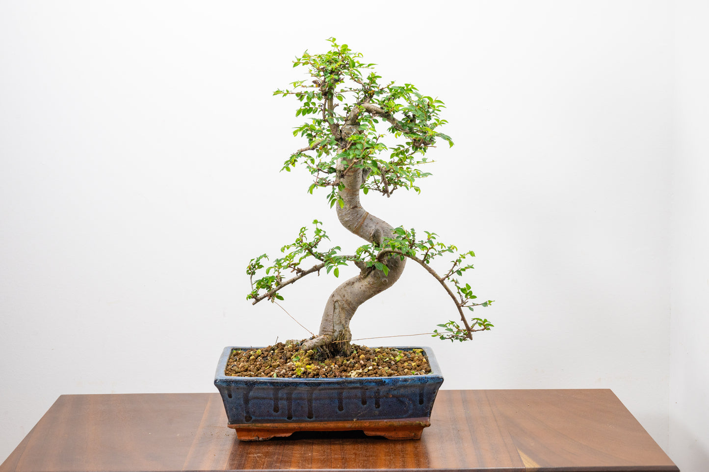 Chinese Elm Bonsai and Care Kit in 25cm Navy Ceramic Pot