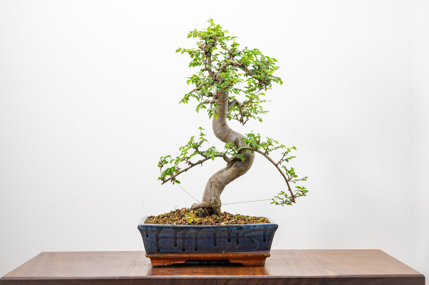 Chinese Elm Bonsai and Care Kit in 25cm Navy Ceramic Pot