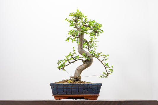 Chinese Elm Bonsai and Care Kit in 25cm Navy Ceramic Pot