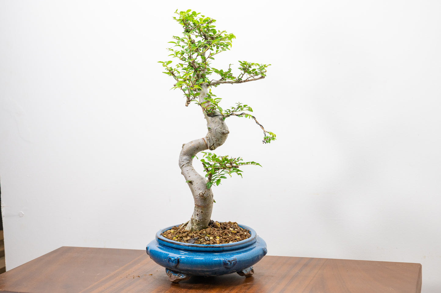 Chinese Elm Bonsai and Care Kit in 21cm Blue Round Ceramic Pot