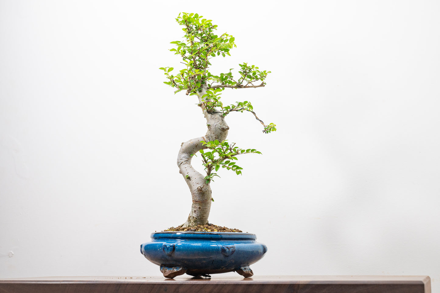 Chinese Elm Bonsai and Care Kit in 21cm Blue Round Ceramic Pot