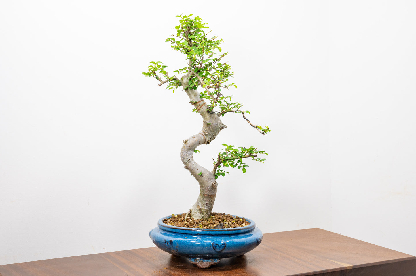 Chinese Elm Bonsai and Care Kit in 21cm Blue Round Ceramic Pot