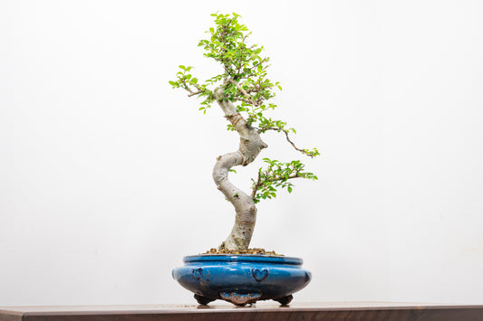 Chinese Elm Bonsai and Care Kit in 21cm Blue Round Ceramic Pot