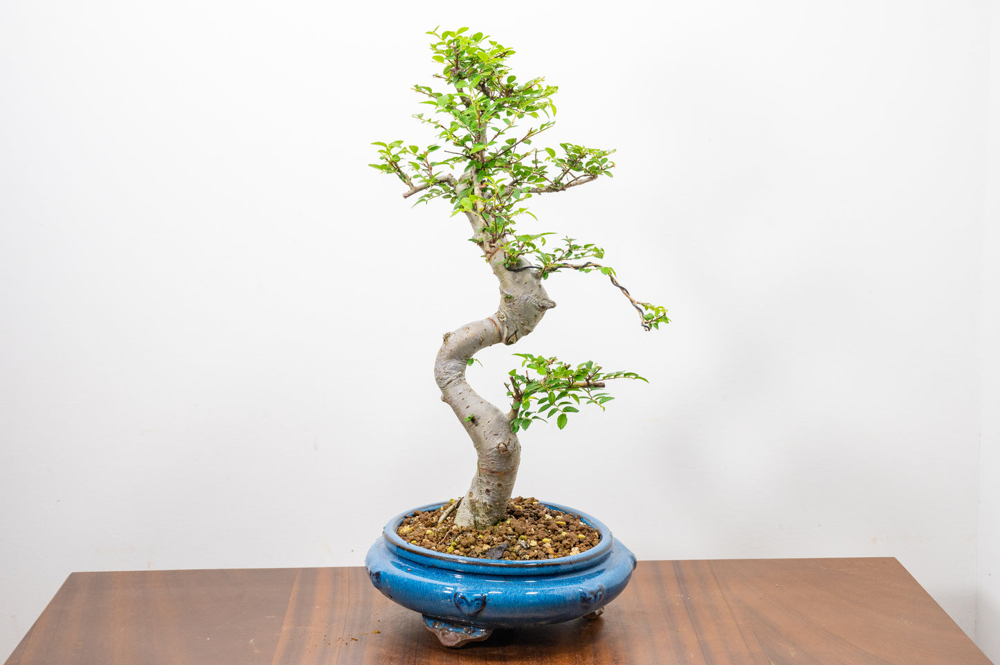 Chinese Elm Bonsai and Care Kit in 21cm Blue Round Ceramic Pot