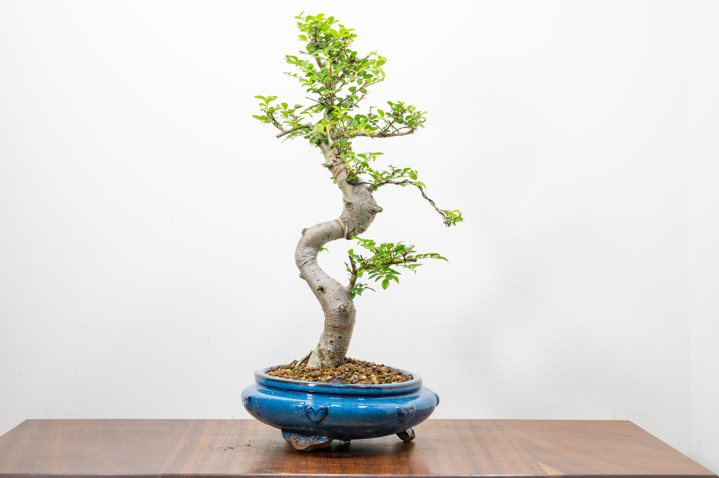 Chinese Elm Bonsai and Care Kit in 21cm Blue Round Ceramic Pot