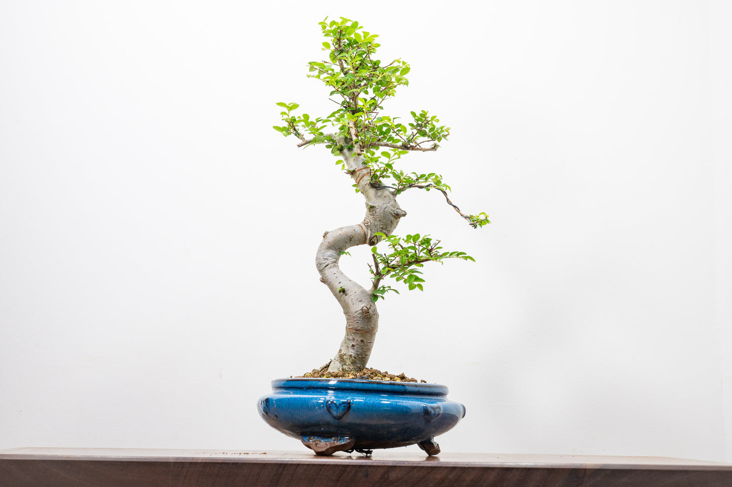 Chinese Elm Bonsai and Care Kit in 21cm Blue Round Ceramic Pot