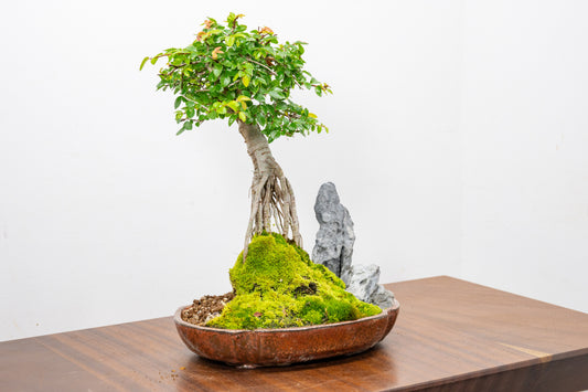 Chinese Elm Exposed Root/ Rock Planting Bonsai & Care Kit in 22cm Ceramic Dish
