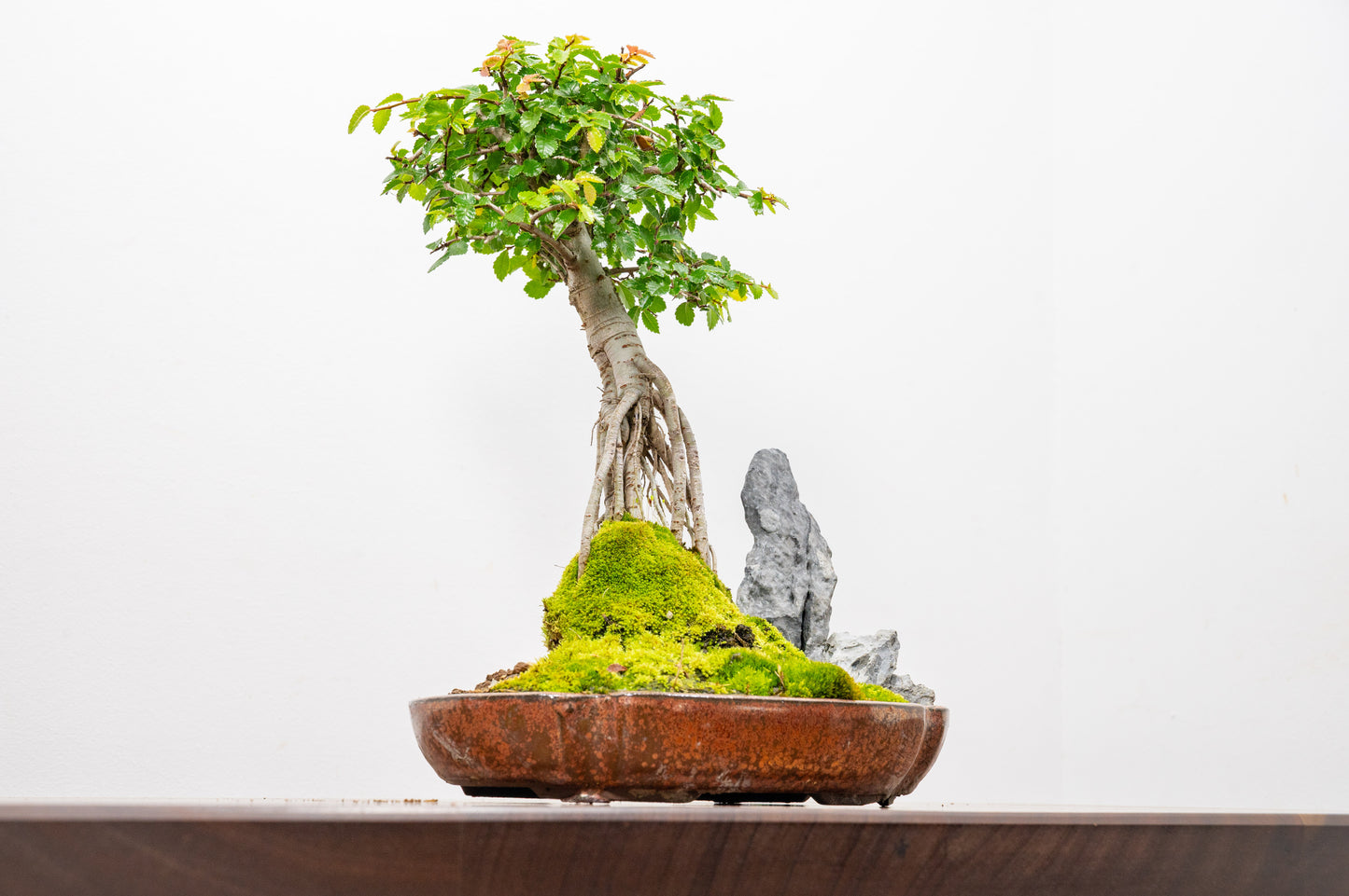 Chinese Elm Exposed Root/ Rock Planting Bonsai & Care Kit in 22cm Ceramic Dish
