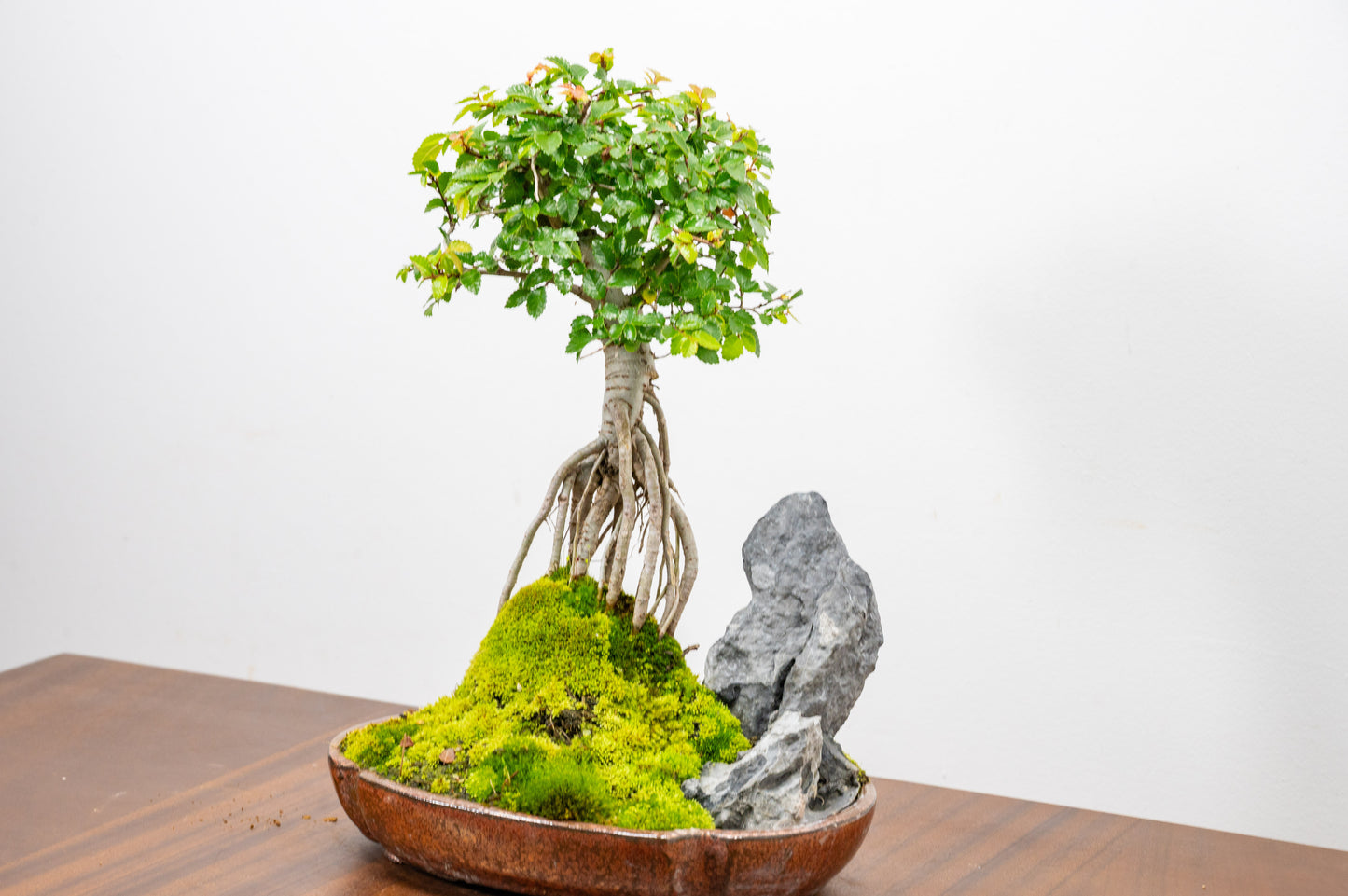 Chinese Elm Exposed Root/ Rock Planting Bonsai & Care Kit in 22cm Ceramic Dish
