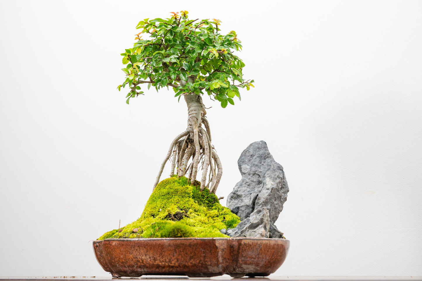 Chinese Elm Exposed Root/ Rock Planting Bonsai & Care Kit in 22cm Ceramic Dish