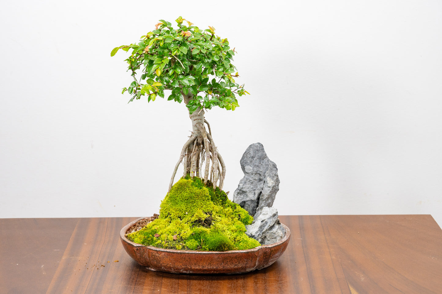 Chinese Elm Exposed Root/ Rock Planting Bonsai & Care Kit in 22cm Ceramic Dish
