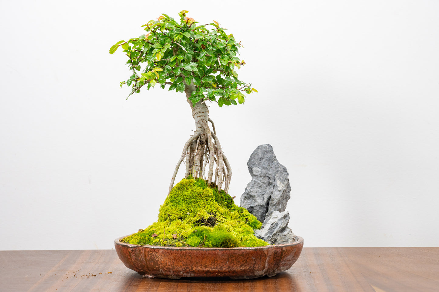 Chinese Elm Exposed Root/ Rock Planting Bonsai & Care Kit in 22cm Ceramic Dish