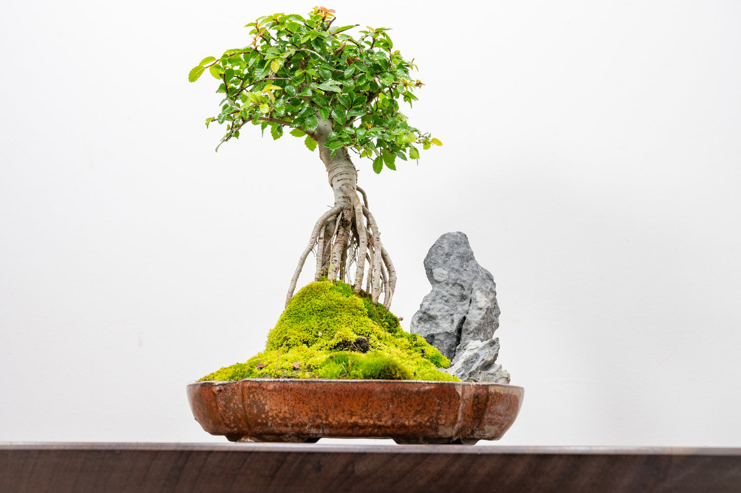 Chinese Elm Exposed Root/ Rock Planting Bonsai & Care Kit in 22cm Ceramic Dish