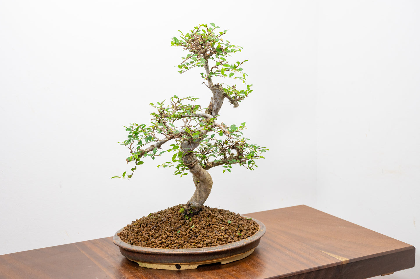 Large Chinese Elm Bonsai in 26cm Oval Ceramic
