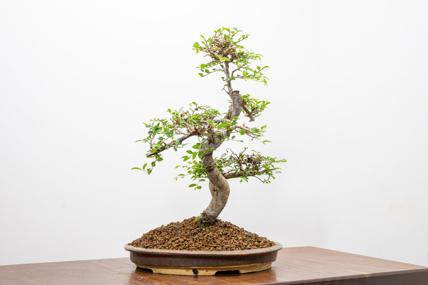Large Chinese Elm Bonsai in 26cm Oval Ceramic