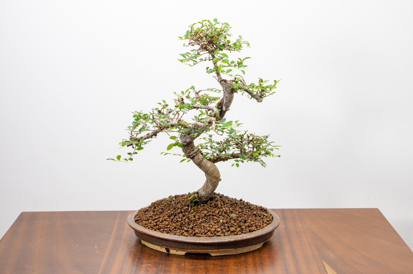 Large Chinese Elm Bonsai in 26cm Oval Ceramic