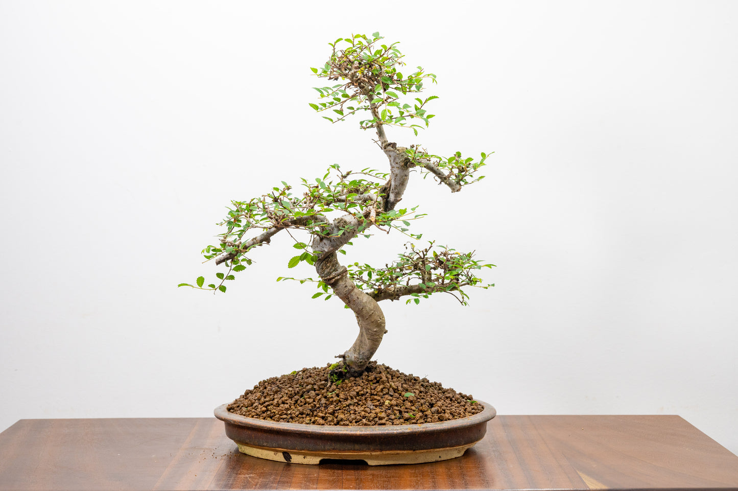 Large Chinese Elm Bonsai in 26cm Oval Ceramic